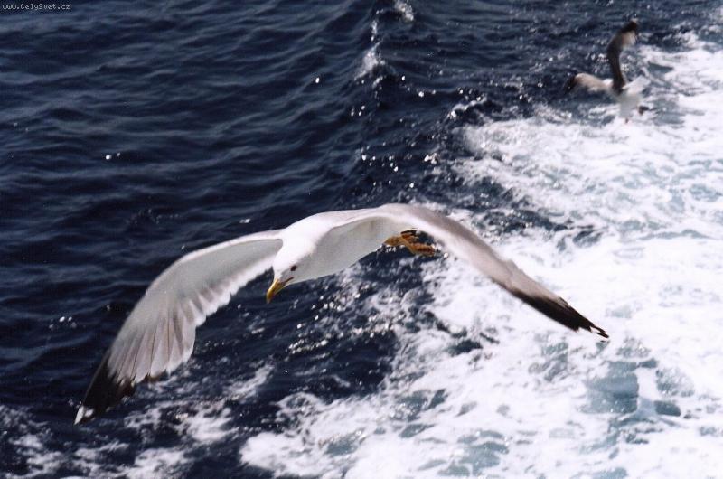 Foto: Racek-Um�t tak l�tat