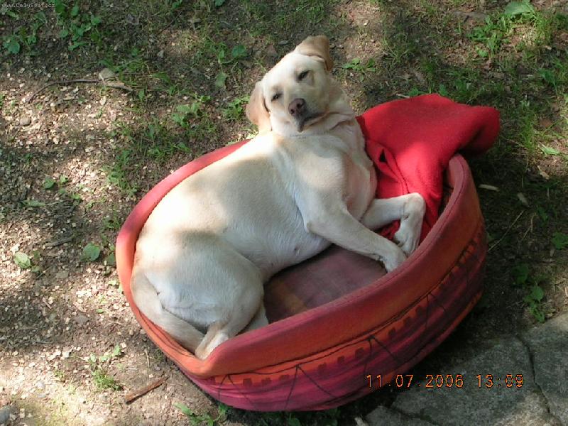 Foto: Aimi-Kone�n� se jede dom�.