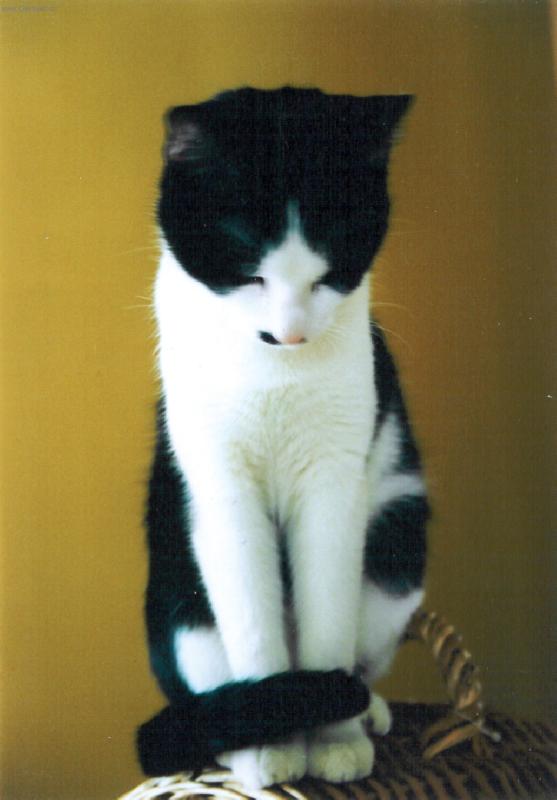 Foto: Laterna-Laterna kterak byla roztomil� ...