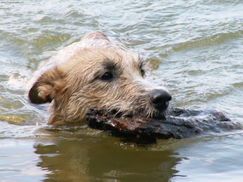 Foto: Bar�a-kone�n� m� vzali k vod�...