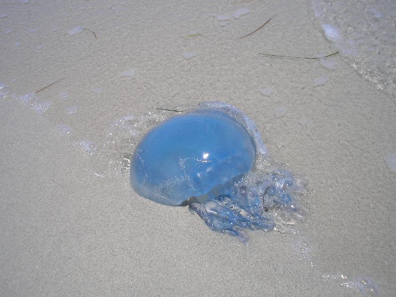 Foto: Med�za-Tyrkysov� med�za na pl�i na Djerb� - 6/2006