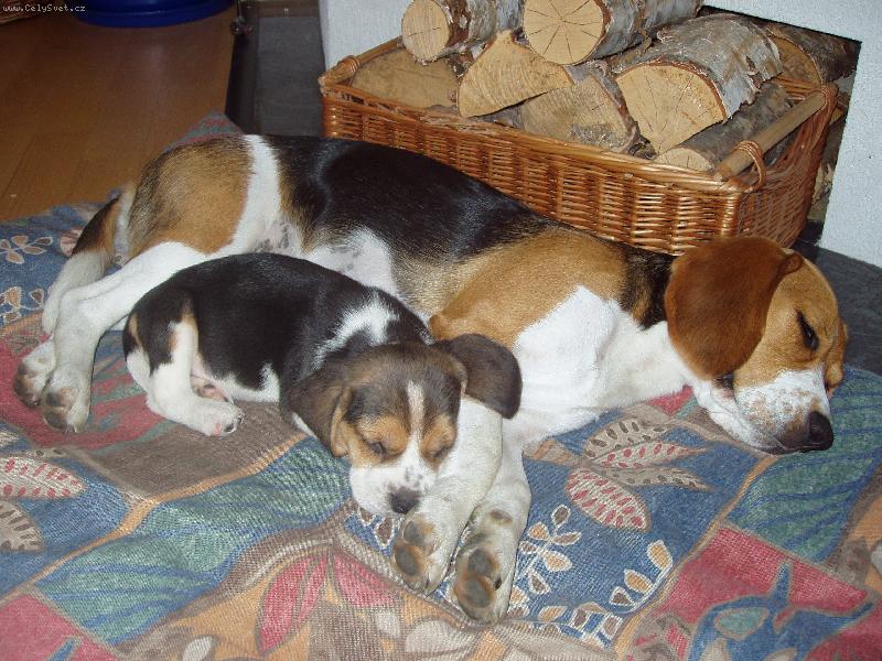 Foto: Spachto�i!-Biggy a Max