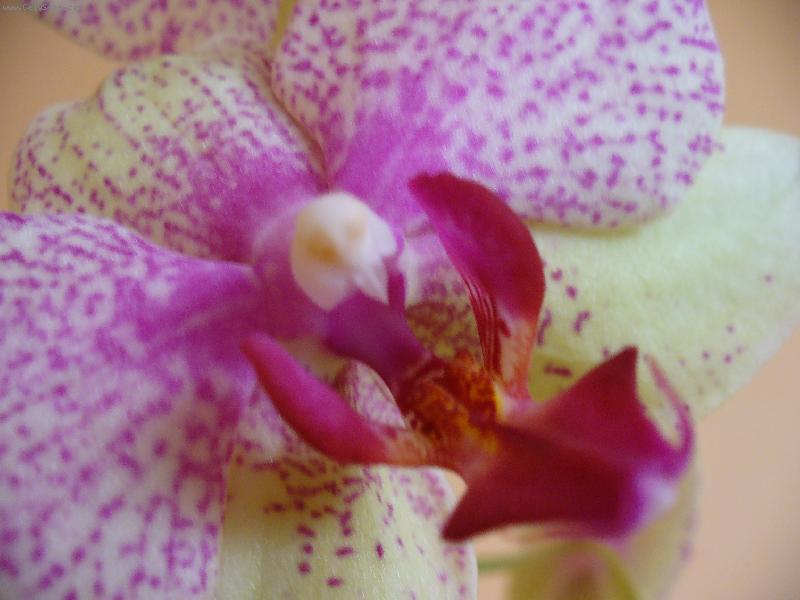 Foto: phalaenopsis
