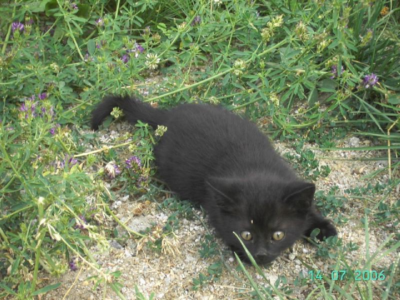 Foto: p�ipraven k �toku