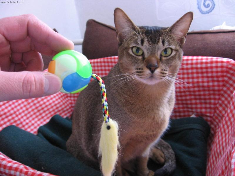 Foto: �inzia-�inzia a MS v fotbalu