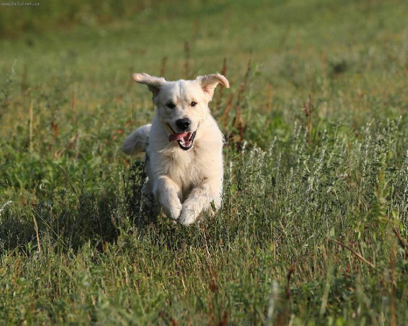 Foto: Watterloo Misantos-Radost :-)