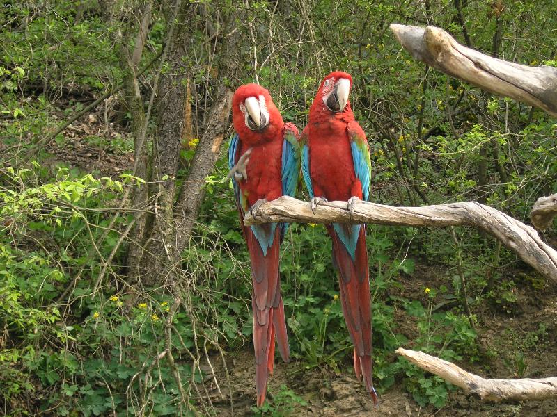 Foto: papou��� siesta-Ara �ervenohrdl�