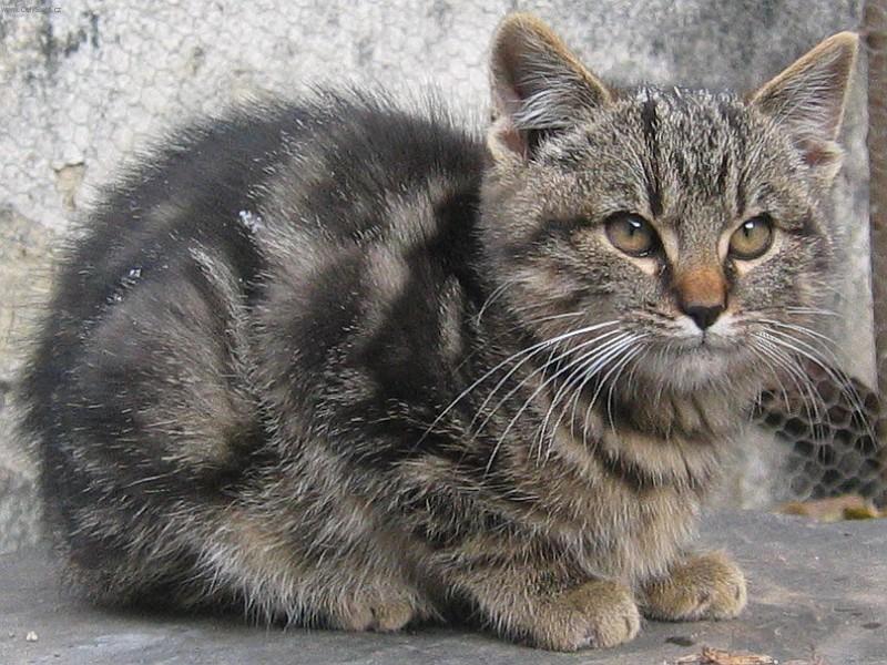 Foto: Kocourek-Babi��in kocourek