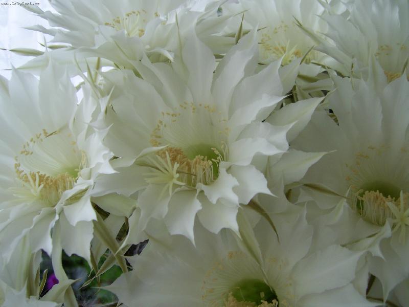 Foto: kv�t kaktusu