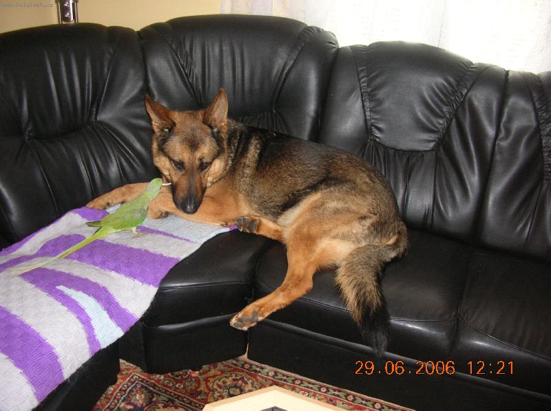 Foto: Charlie a Oskar