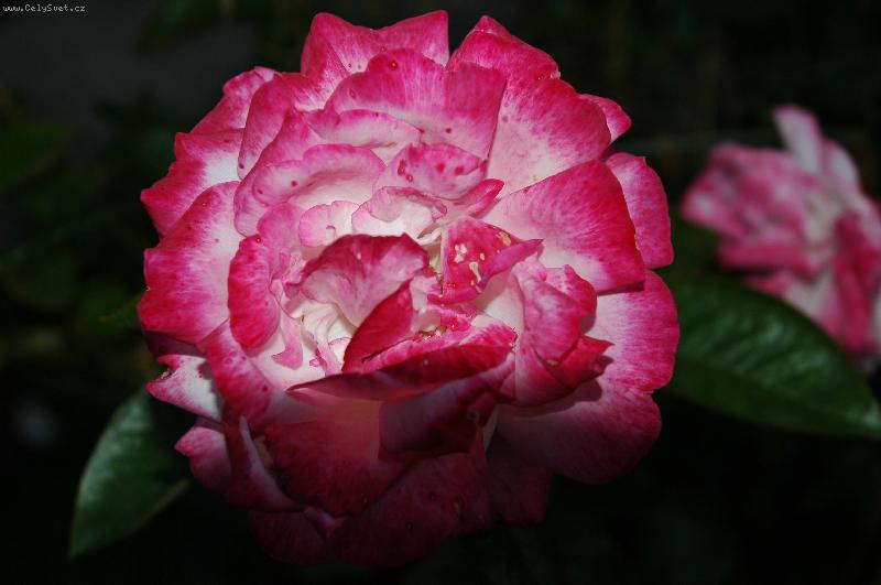 Foto: V�echno nejlep��-R��e