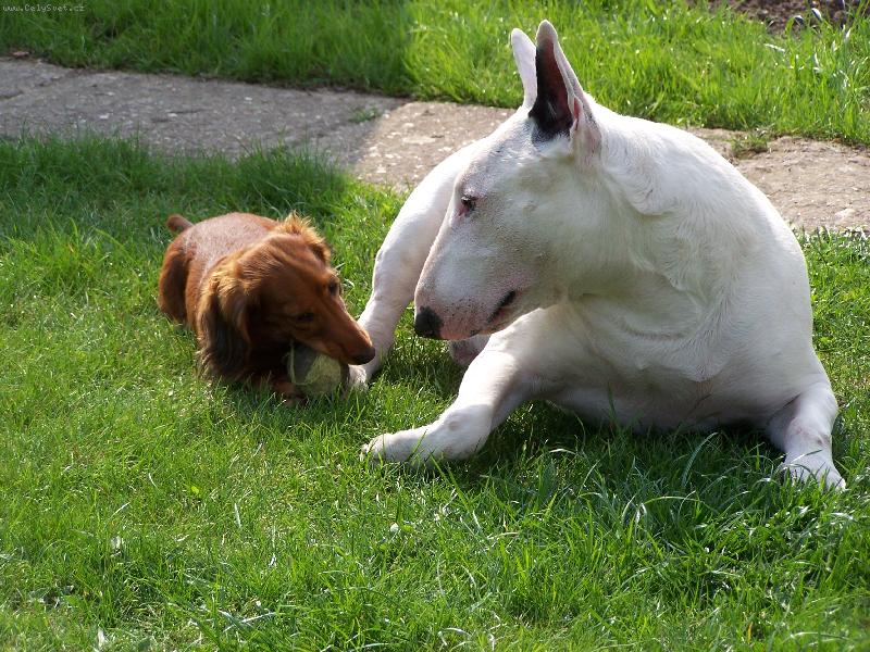 Foto: M�me se r�di !!!-B�rt + Ad�lka