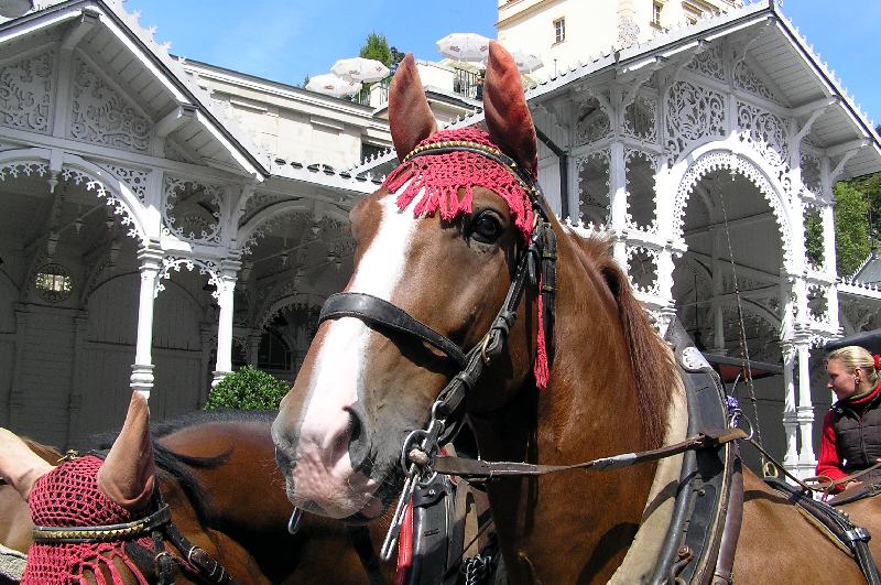 Foto: Karlovar�t� kon�-Karlovy Vary