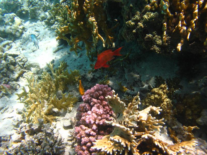 Foto: Ryby v Dahabu,Egypt-Kor�lov� �tes s rybami