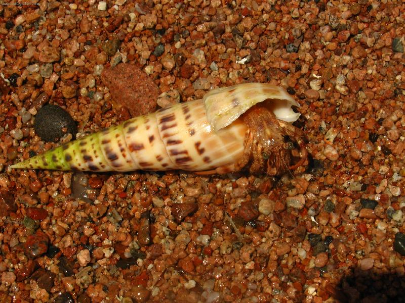 Foto: Poustevn�k z Dahabu-rak poustevn�k u kor�lov�ho �tesu,Dahab,Egypt