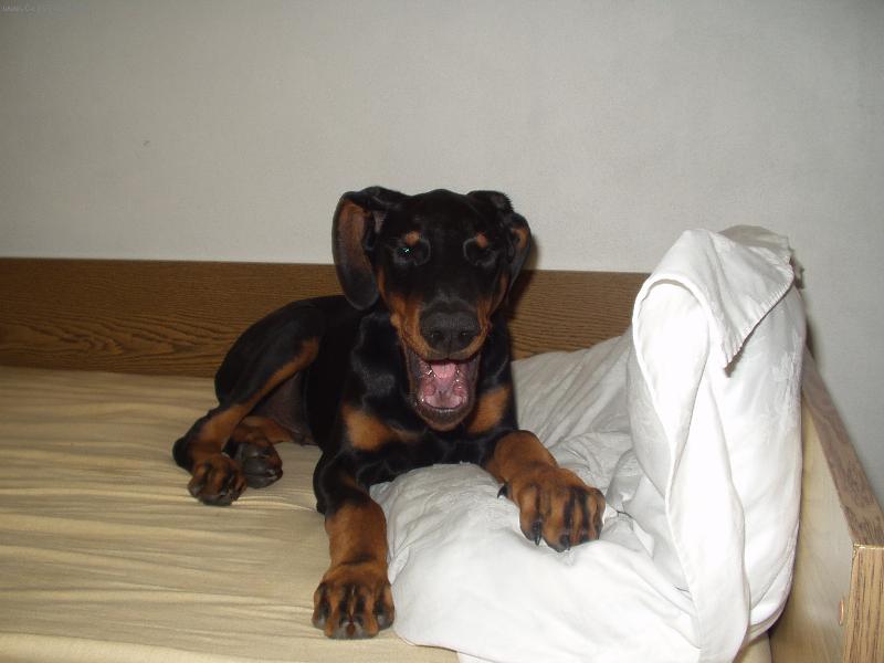 Foto: Vysm�t� Max�k