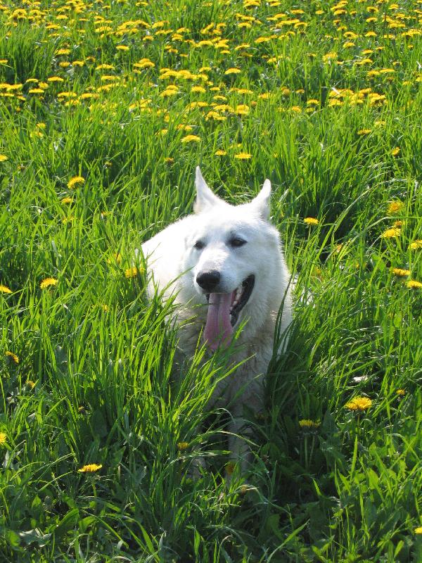 Foto: leh�ro v pampeli�k�ch