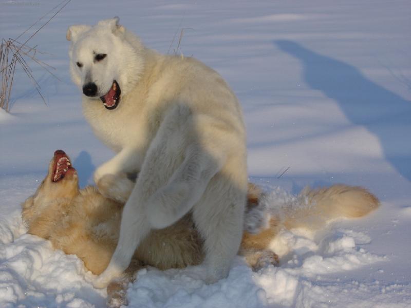 Foto: sn�hov� hr�tky