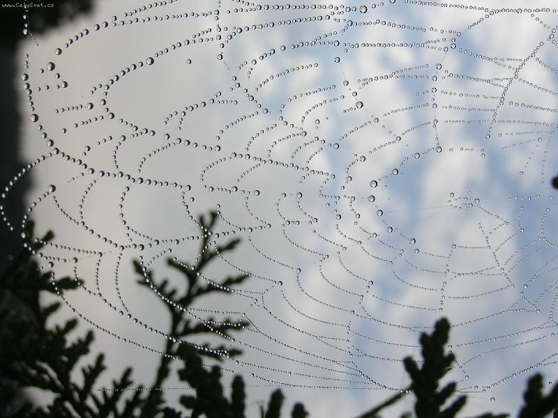 Foto: orosen� pavu�ina