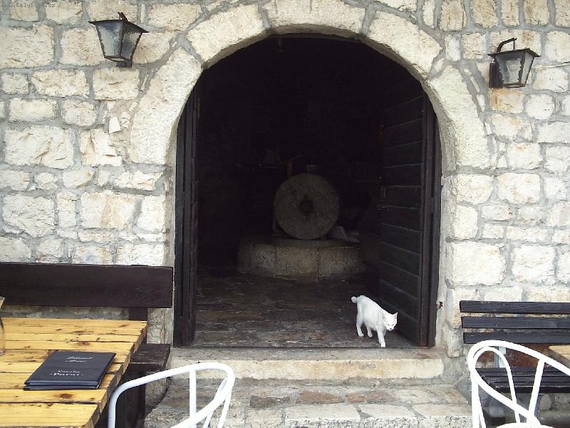 Foto: Ko�ka v roli kontrolora-restaurace v Chorvatsku