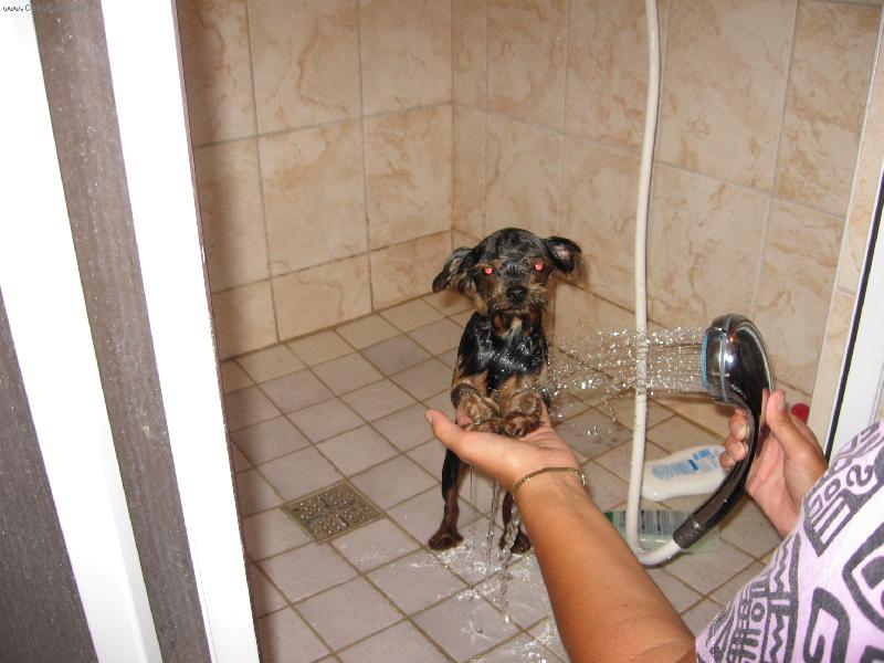 Foto: I psi maji sve dny-Joky