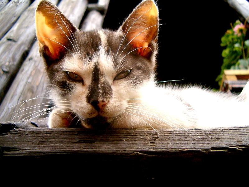 Foto: �um��ek zahradn�-No nekoukej...j� nejsem veverka