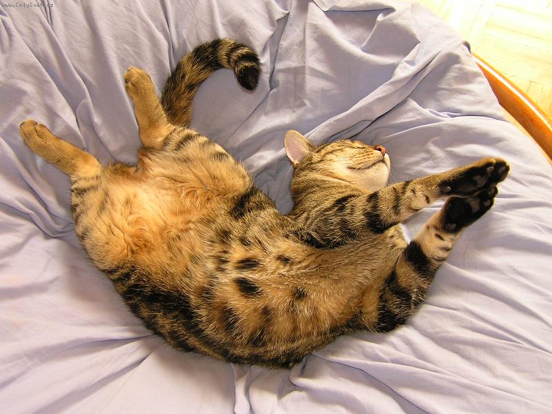 Foto: Ol�ek-takhle spinka nas kocour..