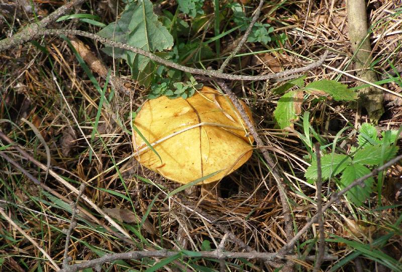 Foto: klouzek-nedostate�n� maskov�n�