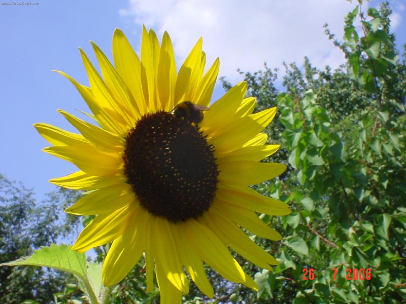 Foto: Na pastv�-Sony DSCV-P20