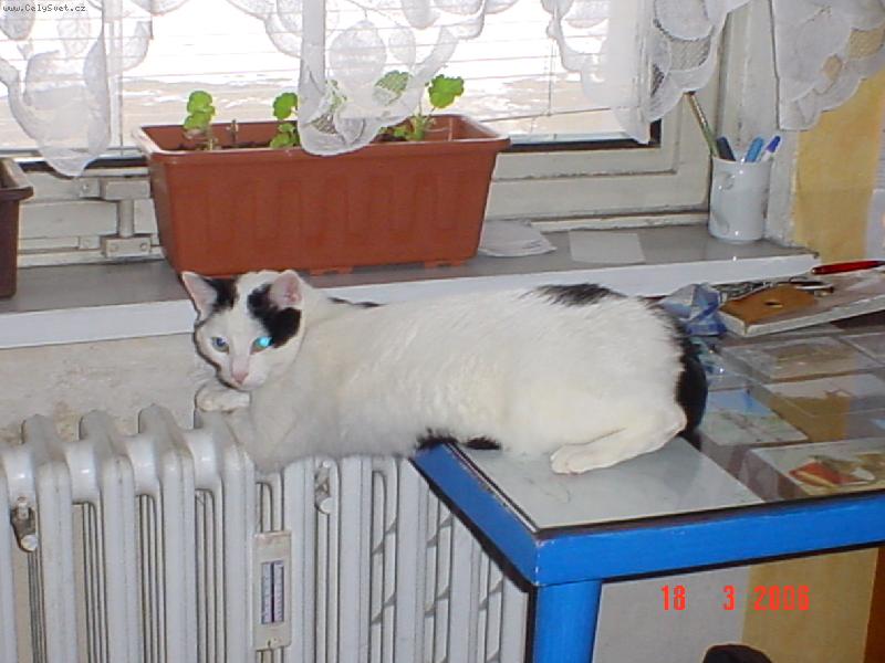 Foto: Nen� oko jako oko-Sony DSCV-P20