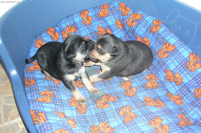 Foto: �t���tka k��zenc�-J� m�m hl���d!