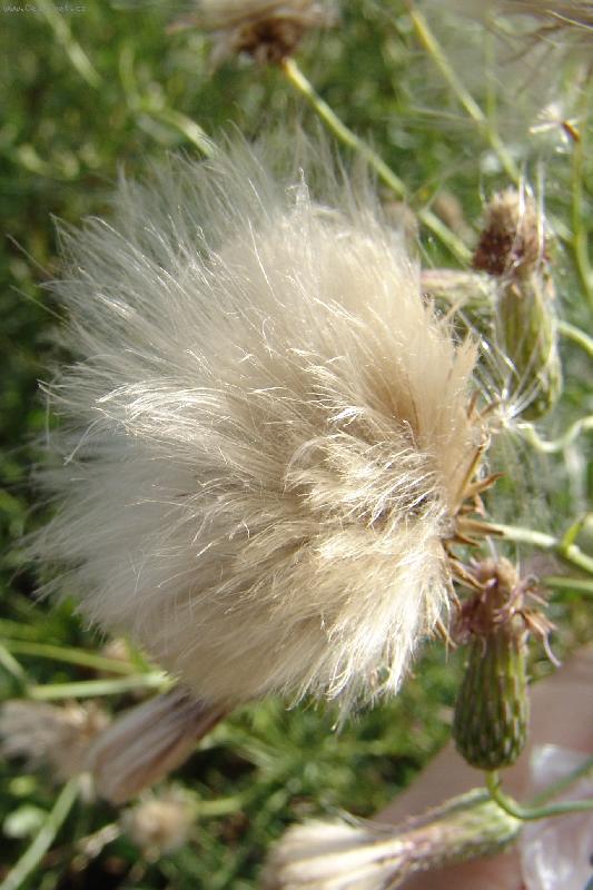 Foto: Chom��ek-Kone�n� f�ze