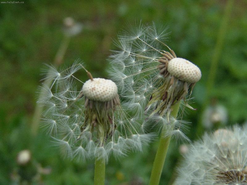 Foto: D�tn��ky pro malenky-Sta�� utrhnout a let�t