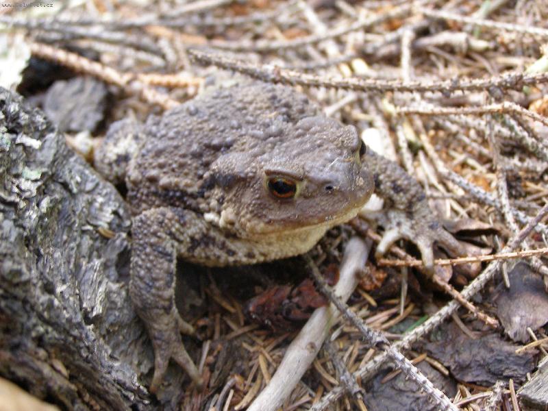 Foto: ����b���