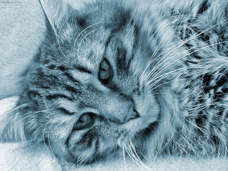 Foto: sim�r-kocour Sim�r