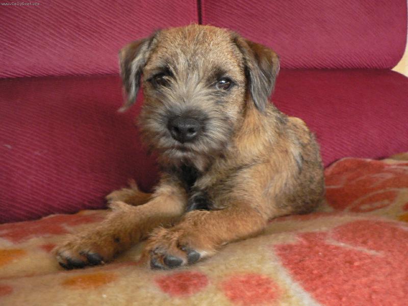 Foto: Benjie-4 m�s�ce