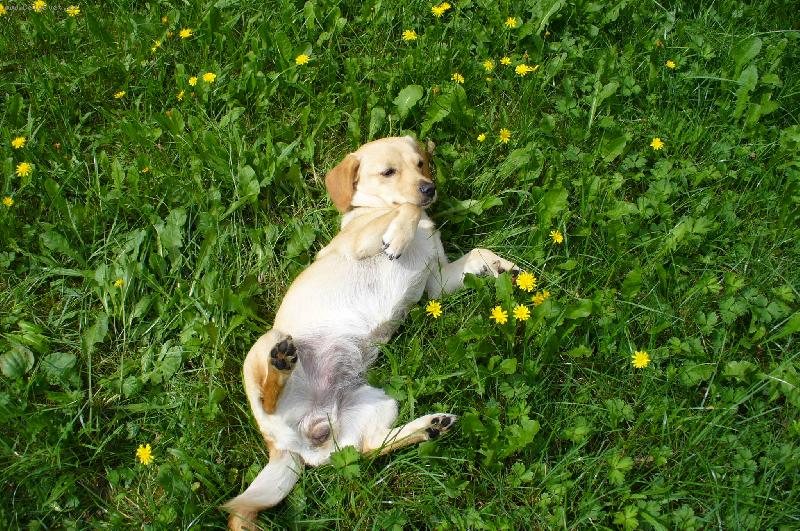 Foto: S�ra-Letn� pohodi�ka v pampeli�k�ch=)