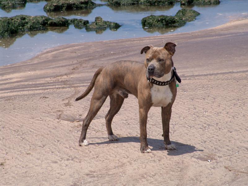 Foto: Bad-dovolen�