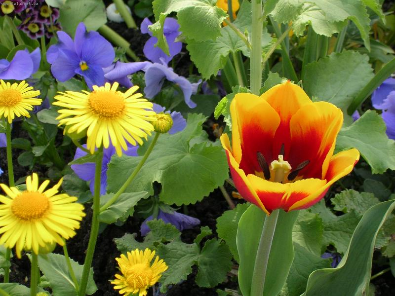 Foto: Tropical Island-..