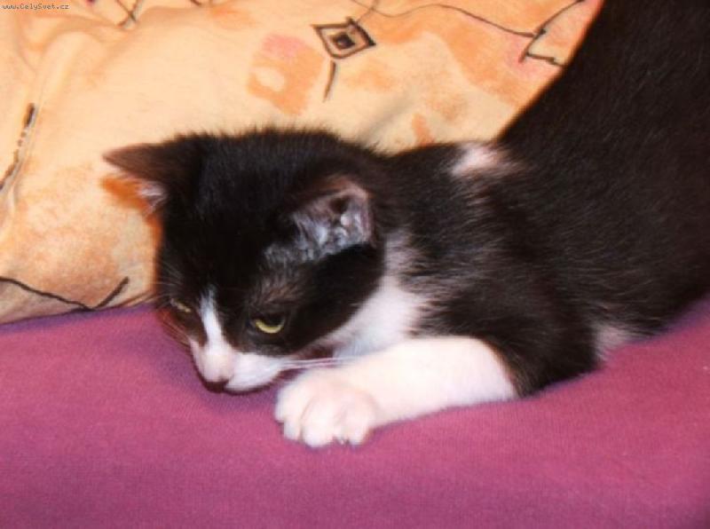 Foto: Zuzka-Nov� �len rodiny