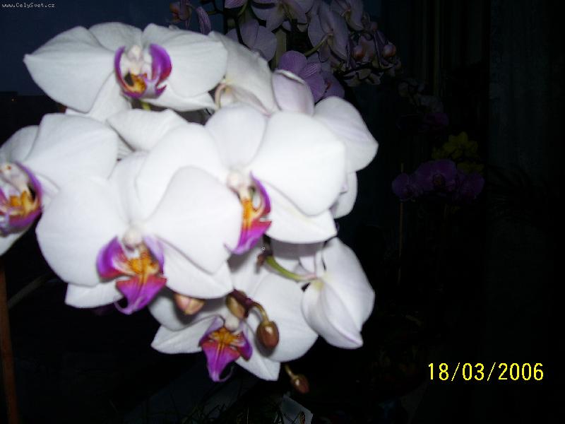 Foto: B�l�-jejda