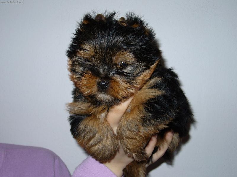 Foto: Jork��rsk� teri�r-H�dej kdo jsem?Jork nebo �ert�k?...Oboj�!