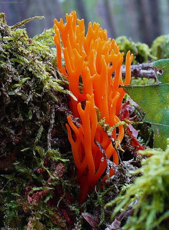 Foto:  "Plame��k"