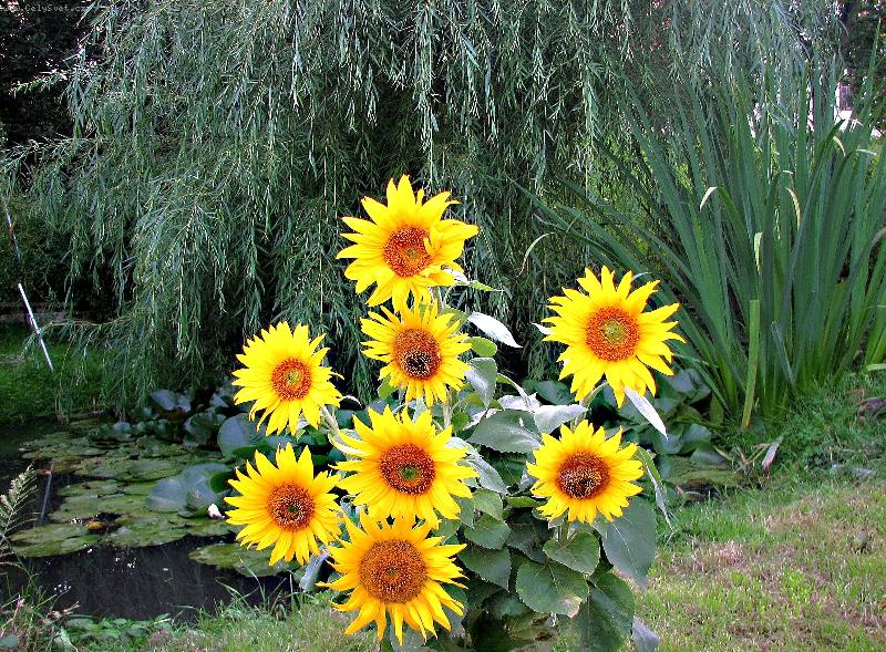 Foto: U� CHYB� JEN HASTRM�NEK