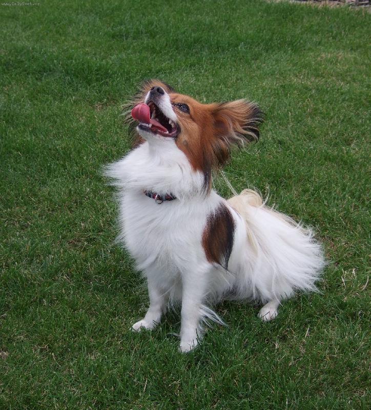 Foto: V pozoru-Papillonka v pozoru a pozor! Ul�e V�s k smrti! Nebezpe�n�!