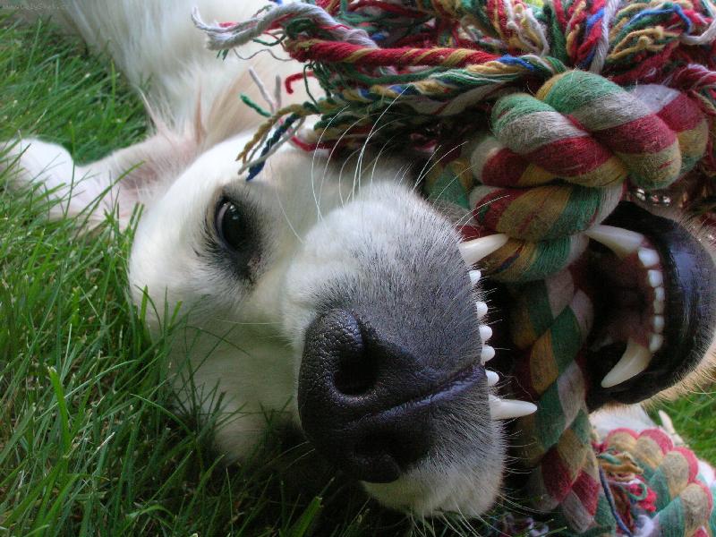 Foto: Pirinka podruh�