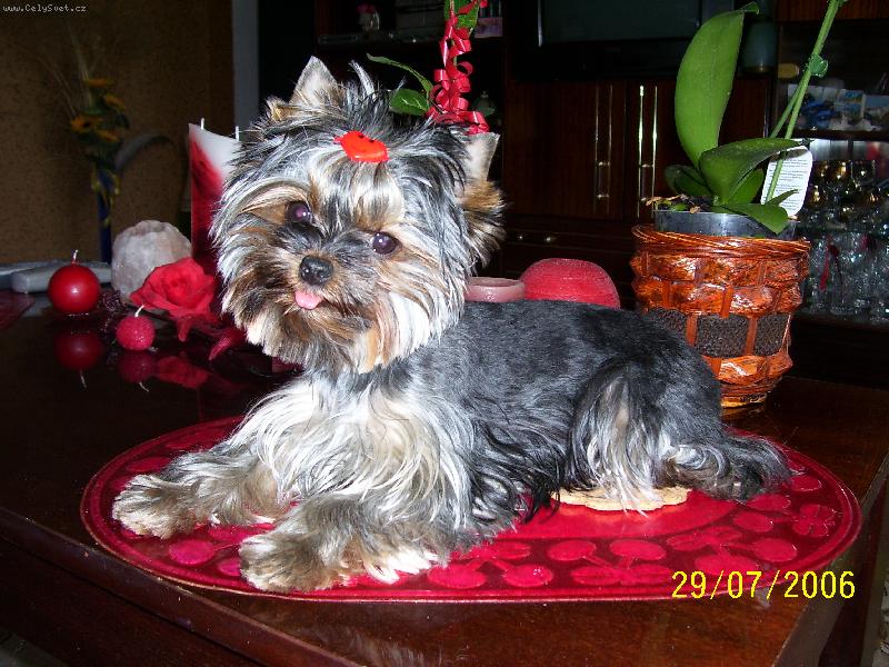 Foto: Kellynka-I na stole se le��-hihi:-)