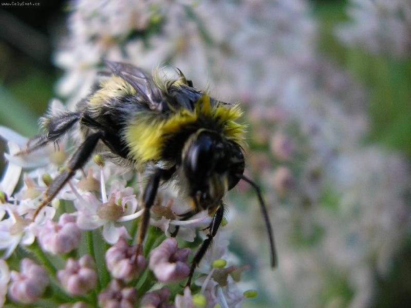 Foto: Po de�ti-Zmokl� �mel�k na kv�tin�,...