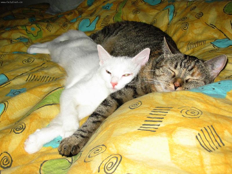 Foto: Mazl�ci p�i odpo�inku