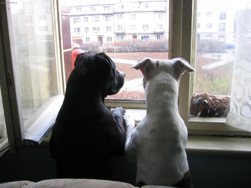 Foto: Ps� p�edpov�� po�as�